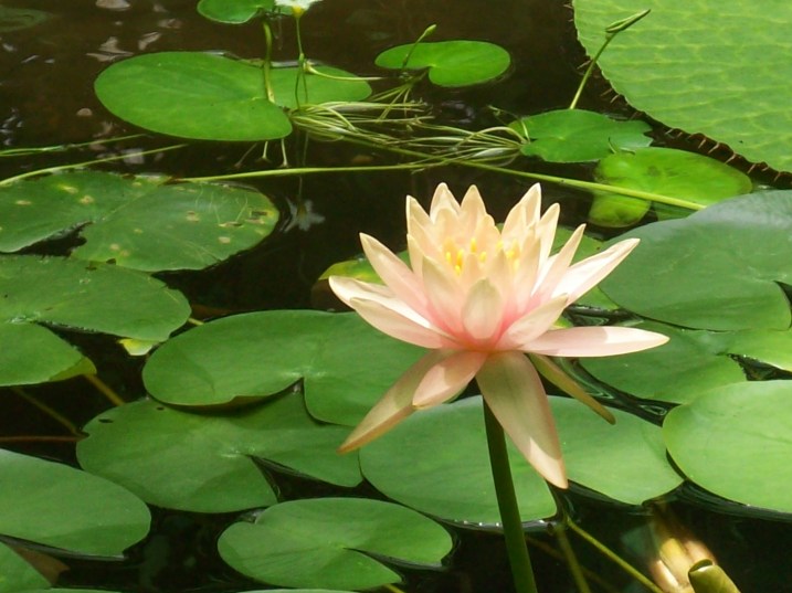 Jardín Botánico, Bogotá D.C.