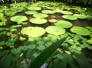 Jardin Botanico 055